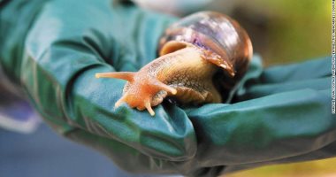 حلزونات بحجم الفئران تغزو فلوريدا الأمريكية والخبراء يحذرون من خطورتها