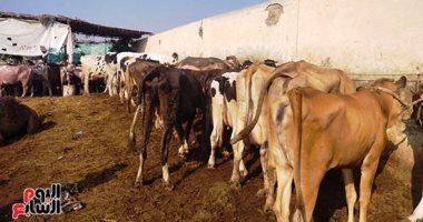 الزراعة: فحص وعلاج أكثر من 3 آلاف رأس ماشية مجانا بقرى حياة كريمة بالقليوبية