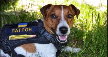 كلب فى مهمة رسمية.. "باترون" الكلب البطل مكتشف الألغام فى أوكرانيا 