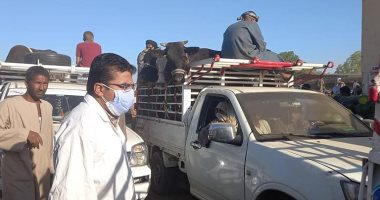 صور.. لجنة من الطب البيطرى بالأقصر تقود حملة على سوق الماشية بالحبيل