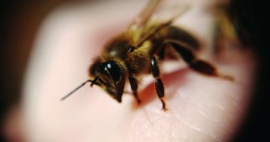 اكتشاف 5 أنواع من النحل الطنان فى منطقة القطب الشمالى الروسى.. تعرف عليه 