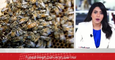 التفاصيل الكاملة لأسباب الوفاة بلسعات النحل.. فيديو