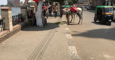 مراجيح وخيول وخروج على النيل.. كورنيش الغربية يعيش بهجة العيد لثالث يوم 