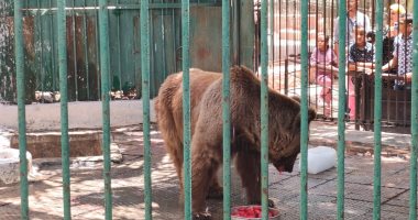 الدب "فارس" جابوه من روسيا وبقى نجم حديقة الحيوان فى إسكندرية.. لايف