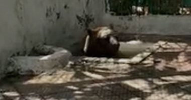 حمام دش بارد للدب الروسى "فارس" بحديقة حيوان الإسكندرية.. فيديو 