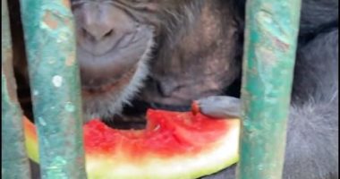 الشمبانزي "البرنس وإنجى" يستقبلان زوار الحديقة بالقبلات والبطيخ.. فيديو