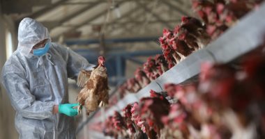 بيرو تذبح  23 ألف طائر فى مزرعة واحدة لوقف انتشار أنفلونزا الطيور