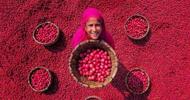 ياحلاوة الأيد الشغالة..صور "مبهجة" لعمال بنجلادش أثناء حصاد البطاطس الحمراء