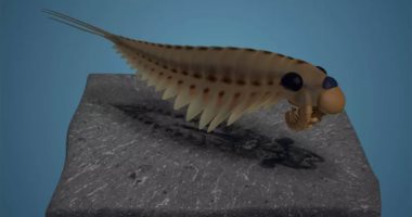 اكتشاف مخلوق بثلاثة أعين جاب المحيطات قبل 500 مليون سنة