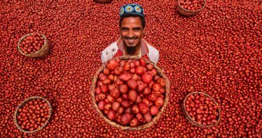 يا حلاوة الإيد الشغالة.. محصول البطاطس الحمراء يرسم البهجة على وجوه عمال بنجلادش