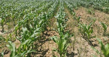 زراعة الإسكندرية: رش محصول الذرة الشامية ببرج العرب لمكافحة الدودة الخضراء
