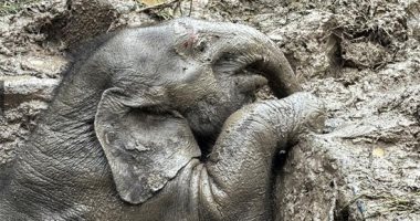 رافعات وحفارات.. نجاح عملية إنقاذ أنثى الفيل وابنها بعد سقوطهما فى الوحل