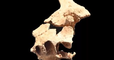 علماء الأنثروبولوجيا يكتشفون الجمجمة الأقدم فى أوروبا بعمر 1.4 مليون سنة