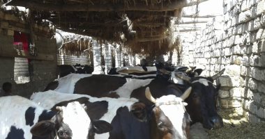 تحصين 13 ألف رأس ماشية ضد الحمى القلاعية وحمى الوادي المتصدع بالدقهلية 