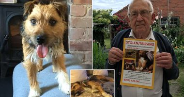 بريطانى يعلن عن مكافأة قدرها 15 ألف جنيه إسترلينى لمن يعثر على كلبه المفقود