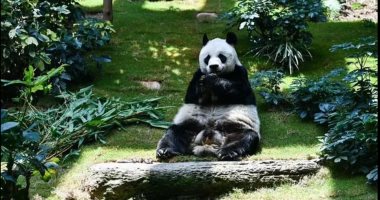 قضى حياته فى هونج كونج.. ذكر الباندا الأطول عمرا يرحل عن عمر 35 عاما.. صور
