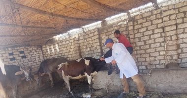 تحصين 59 ألف رأس ماشية ضد الحمى القلاعية والوادى المتصدع بكفر الشيخ