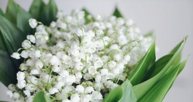 خليك كرييتف.. 5 أنواع من الزهور مناسبة للاعتذار لصديق أو حبيب