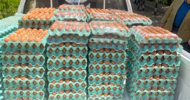 أسعار البيض تستقر بعد موجة هبوط ملحوظة