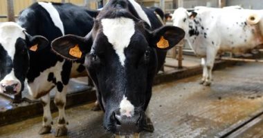 ‫الزراعة: مشروع لتثبيت سلالة من الأبقار والجاموس بصفات تزيد إنتاج الألبان واللحوم