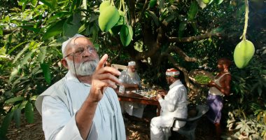 زيادة الخير خيرين.. مسن هندى يمتلك شجرة تنتج 300 نوع من المانجو