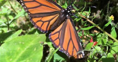 التغيرات المناخية فى أمريكا تهدد الفراشات الملكية بالانقراض