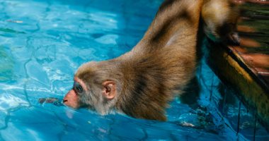 يوميات القرد فى الصيف.. مغامرات وحيل القفز فى الماء للجذب السياحى بالصين