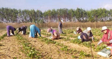 سيدات القليوبية يبدأن تجهيز شتلات الفراولة بالمشاتل قبل بدء موسم الحصاد