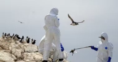 فرنسا تذبح أكثر من 300 ألف طائر منذ أغسطس للحد من عودة انتشار أنفلونزا الطيور