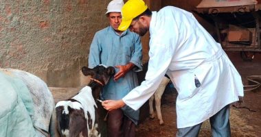 7 معلومات عن تحصينات الماشية والدواجن عام 2021