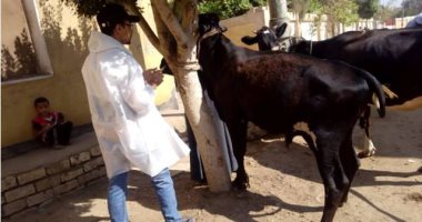 ‫الزراعة: إطلاق 498 قافلة بيطرية مجانية لعلاج أكثر من 306 آلاف رأس ماشية 