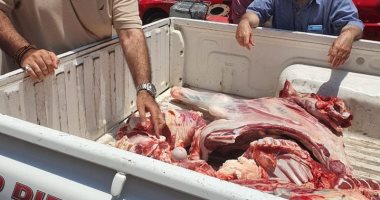 تحصين 96 ألف رأس ماشية وضبط 11 طن لحوم وأسماك فاسدة بكفر الشيخ خلال شهر