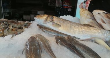 أسعار الأسماك اليوم الأربعاء 9-11-2022 فى مصر