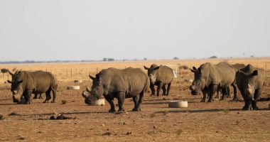 جنوب إفريقيا تحذر من زيادة الصيد غير القانونى لـ وحيد القرن خلال 2022