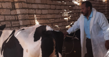 تحصين 42 ألف رأس ماشية فى بنى سويف لمواجهة الحمى القلاعية والوادي المتصدع
