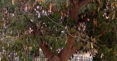 "دقن الباشا".. شجرة أثرية ببورسعيد عمرها 118 عاما