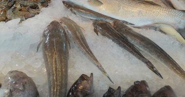 أسعار الأسماك في الأسواق تواصل الاستقرار.. والبلطي 28 جنيها