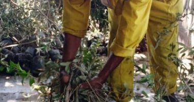 محافظ الشرقية يعلن بدء تنفيذ مبادرة زراعة 100مليون شجرة بمراكز ومدن المحافظة