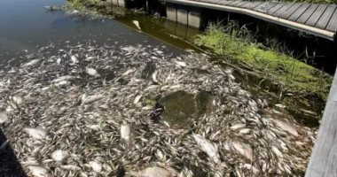 بسبب الجفاف..العثور على مادة سامة فى نهر على حدود ألمانيا تؤدى لنفوق الأسماك