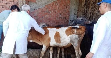 تحصين الماشية ضد الحمى القلاعية بالوحدات البيطرية في سنورس بالفيوم.. صور