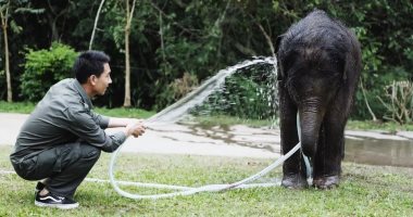 رغم معارضة عائلته.. صينى يكرس حياته لإنقاذ الأفيال لمدة 17 سنة "صور"