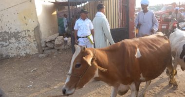 لجان بيطرى الأقصر تواصل عملها بالمرور على سوق الماشية بمنطقة الحبيل.. صور