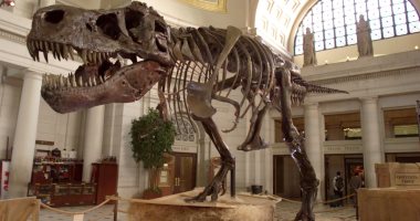 أغلى هياكل عظمية لديناصورات تم بيعها فى مزادات.. جمجمة مكتملة للبيع بـ20 مليون دولار.. وبيع ديناصور ألهم الفيلم الأمريكي "فيلوسيرابتور" بـ12 مليونا.. وآخر جاب الأرض من 77 مليون عام قيمته 6 ملايين دولار.. صور