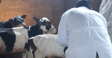 تحصين 120 ألف رأس ماشية ضد الحمى القلاعية والوادى المتصدع بكفر الشيخ.. صور