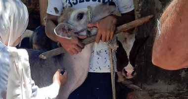 محافظة الإسكندرية: تحصين 88 ألف رأس ماشية ضد الحمى القلاعية والوادى المتصدع