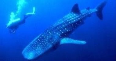 جمعية الإنقاذ البحري: ظهور القرش الحوتي المسالم مجدداً بالغردقة