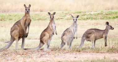 حيوانات الكنغر تحتل بلدة أسترالية صغيرة وتسبب الرعب
