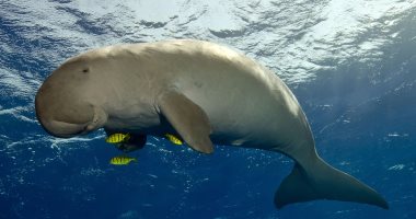 باحثون يعلنون انقراض "عروس البحر" فى الصين .. وعلماء: خسارة مدمرة