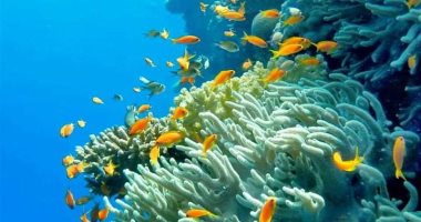 شعاب مرجانية وأسماك ملونة.. لقطات بديعة من قاع البحر الأحمر
