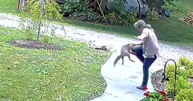 ثعلب يهاجم سيدة أمام منزلها.. وشجاعة جارها تنقذها من قبضته "فيديو وصور"